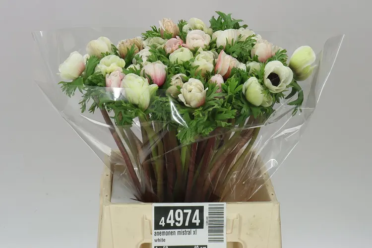 Anemonen Mistral White 40 cm