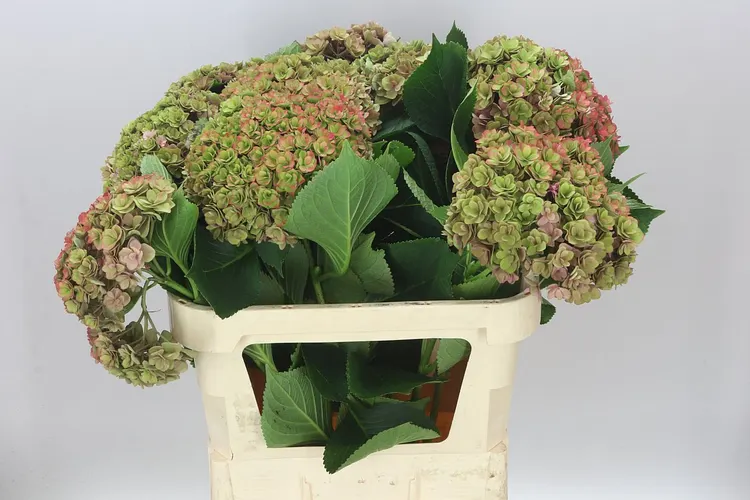 Hortenzia Kiss Classic 80 cm