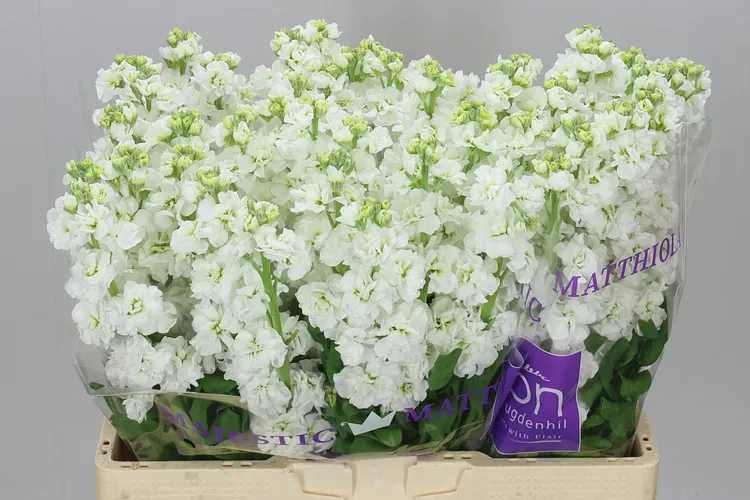 Matthiola White 55 cm