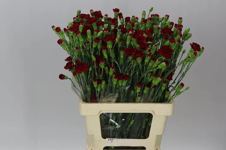 Di Tr Burgundy 65 cm
