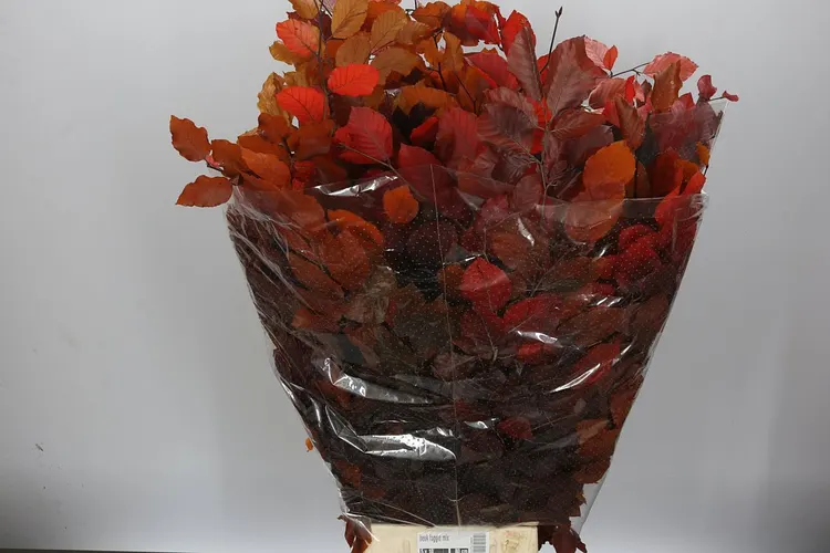 Beuk Autumn 90 cm