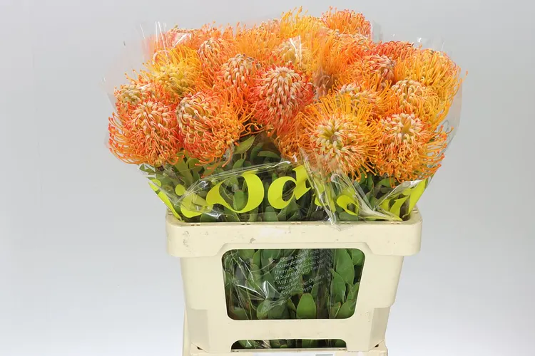 Leucospermum Jelena 60 cm