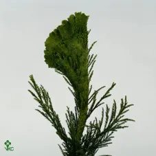 Vianočná zeleň (Green Christmas)