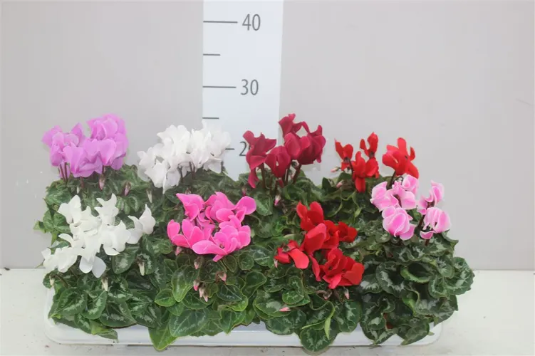 Cyklámen Super Allure mix črepník 10,5 cm
