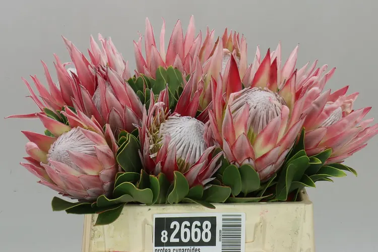 Protea Cynaroides 40 cm