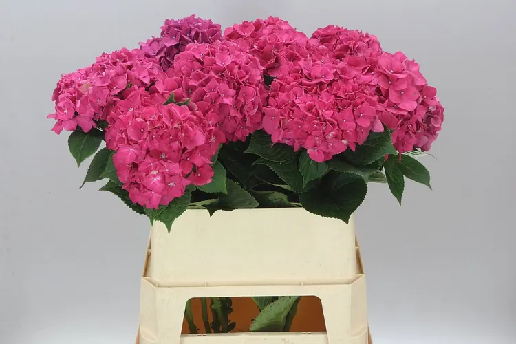 Hortenzia Rodeo 80 cm