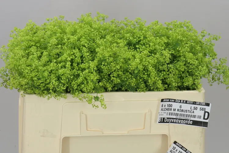 Alchemilla Robustica 50 cm