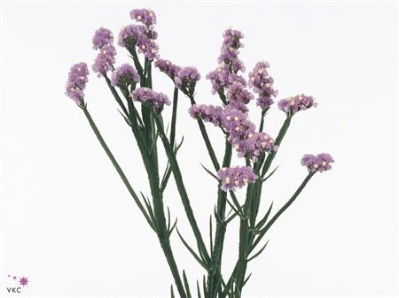 Limónium S Milka Imp 60 cm