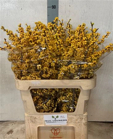 Ilex Citronella 80 cm