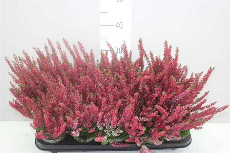 Calluna G.girls Rood črepník 11 cm