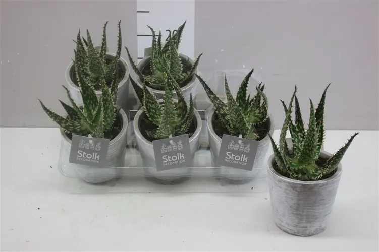 Aloe Aculeata White Wash Keramiek A2 črepník 11 cm