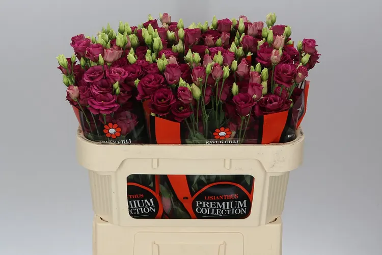 Eust Du Arosa Red Waalzicht 72 cm