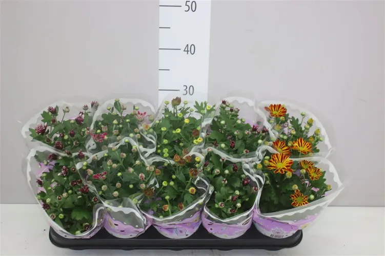 Chryzantéma črepníková mix 2 Kleurig črepník 12 cm