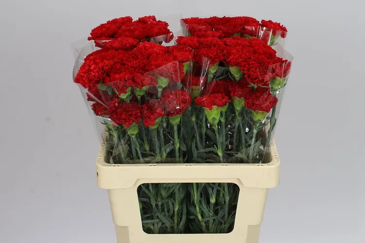 Di St Red 70 cm