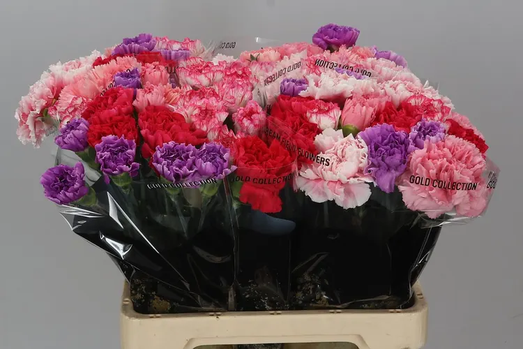 Di St Mix Pink 60 cm