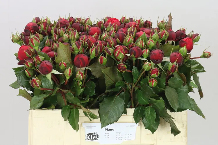 Rosa Tr Freiland Red Piano 50 cm
