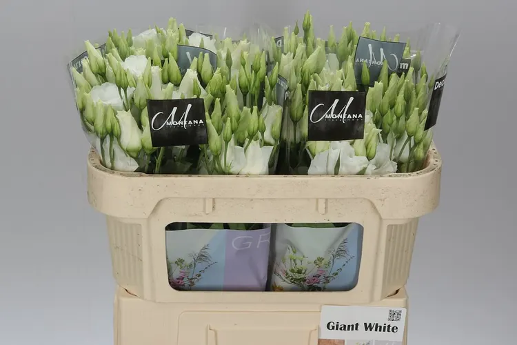Eust Du Giant White 72 cm