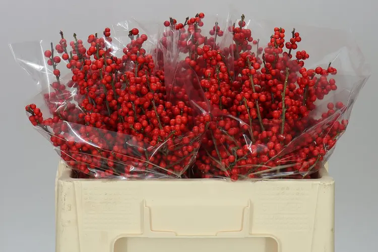 Ilex Verticillata 50 cm