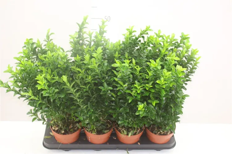 Euonymus Japonicus Green Spire črepník 13 cm