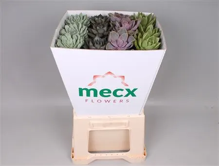 Echeveria Mecx Flower Mix 8 cm