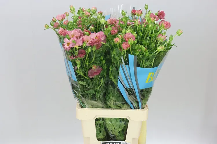 Ranuncul Butterfly Lycia 70 cm