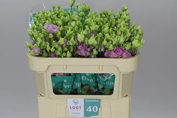 Eust Du Julius Grape 72 cm
