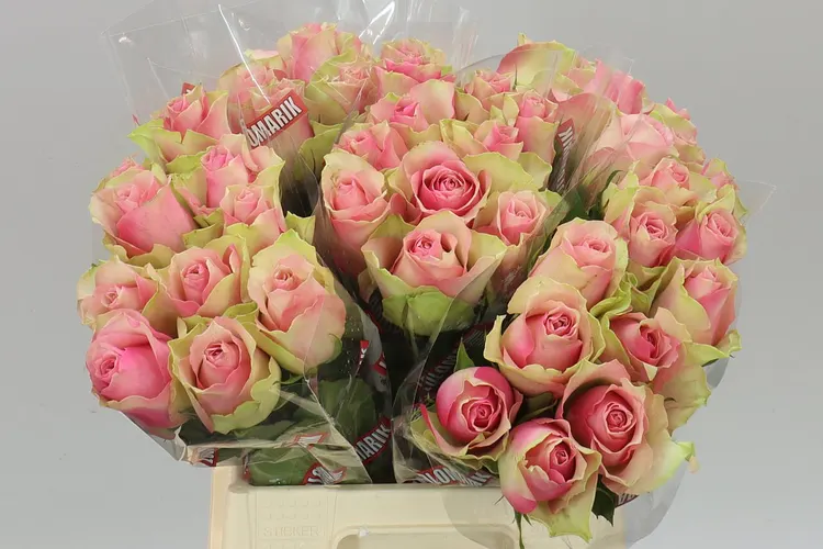 Rosa Gr Belle Rose 40 cm