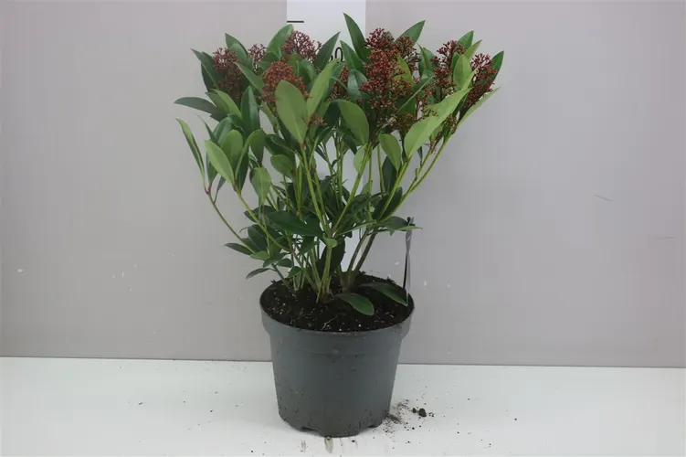 Skimmia Rubella 20+ črepník 23 cm