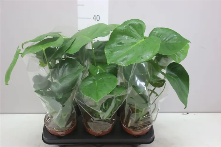 Monstera Deliciosa črepník 12 cm