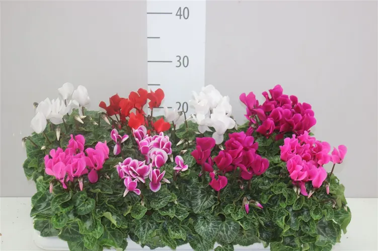 Cyklámen Super Allure mix črepník 10,5 cm