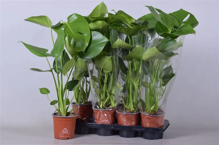 Monstera Deliciosa črepník 14 cm