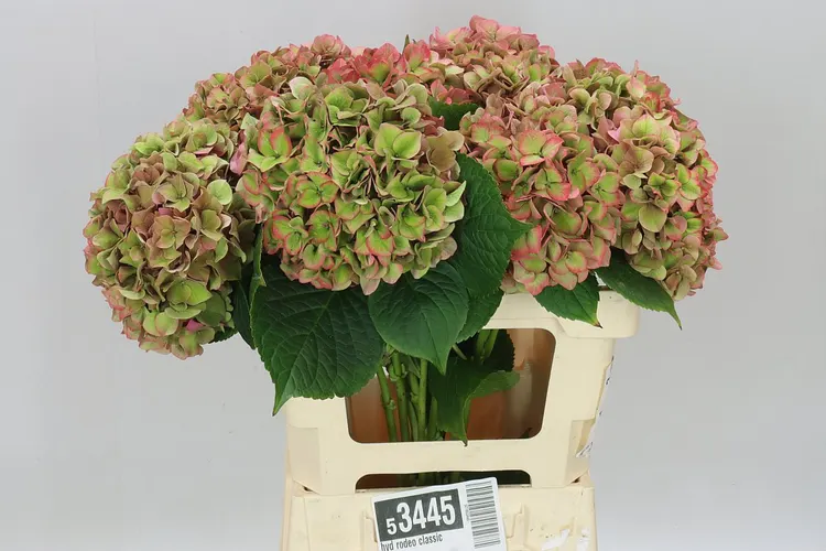 Hortenzia Rodeo Classic 60 cm