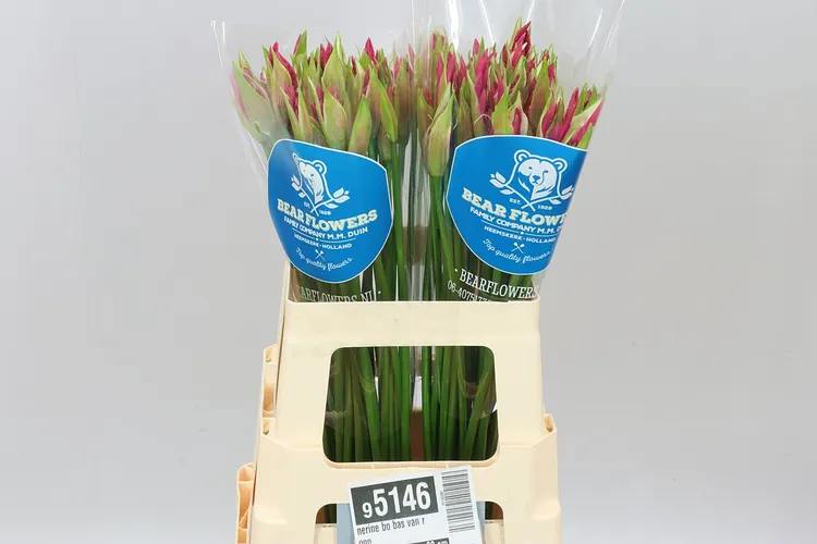 Nerine Bo Bas Van Roon 60 cm
