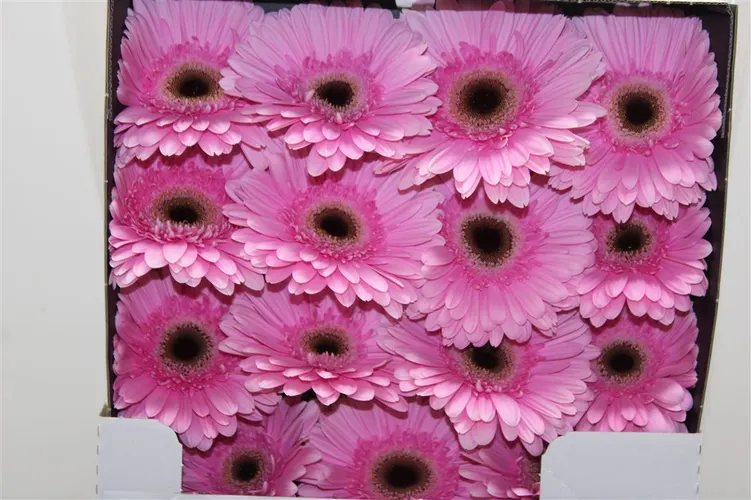 Gerbera Diamond Alison 55 cm