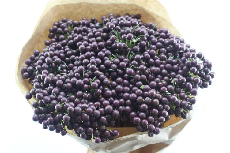 Berrie Enkel Burbury X25, sušené 50 cm