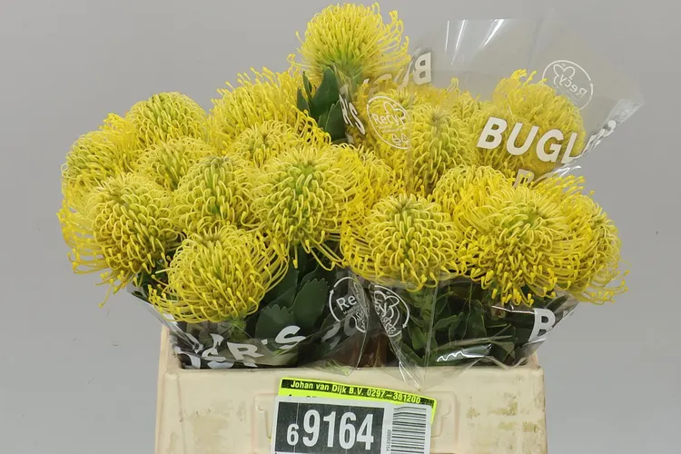 Leucospermum High Gold 40 cm
