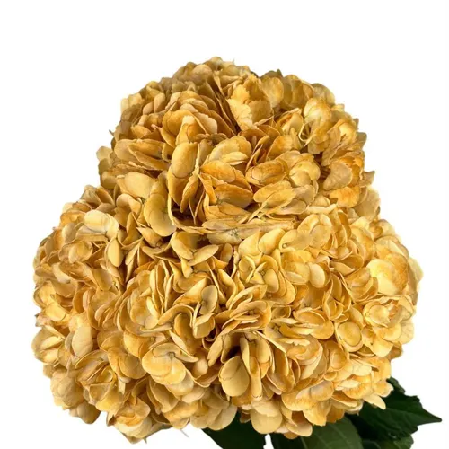 Hyd . Golden Harvest Ex 65 cm