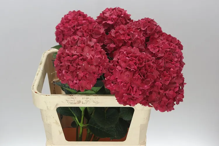 Hortenzia Ruby Red 80 cm