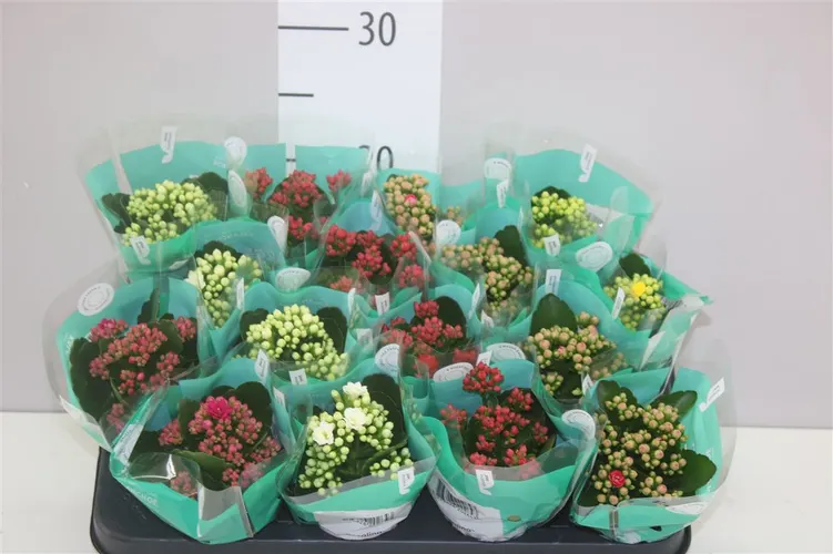 Kalanchoe Rosalina mix črepník 7 cm