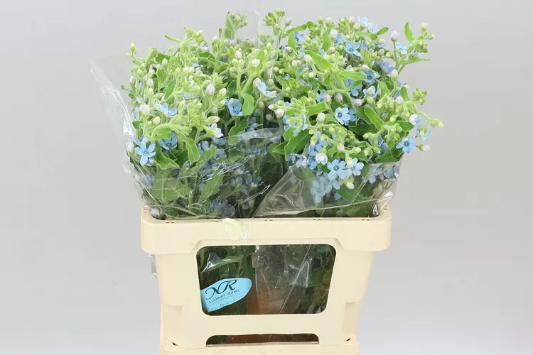 Oxypetalum Coeruleum 60 cm
