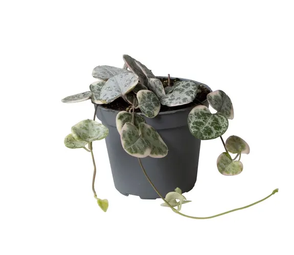 Ceropegia Woodii Variegata črepník 6 cm