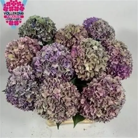 Hyd Rodeo Purple Classic 60 cm