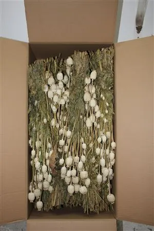 Dried Poppies ( Papaver ) 60 cm