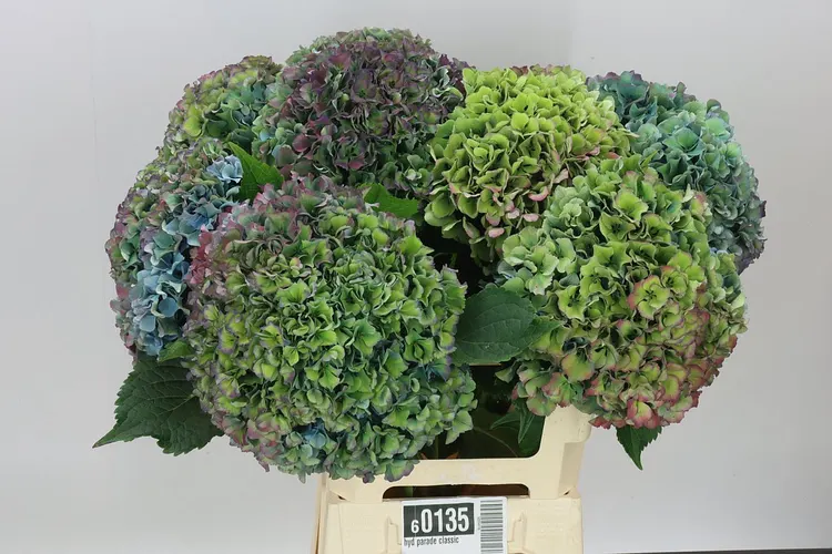 Hortenzia Parade Classic 65 cm