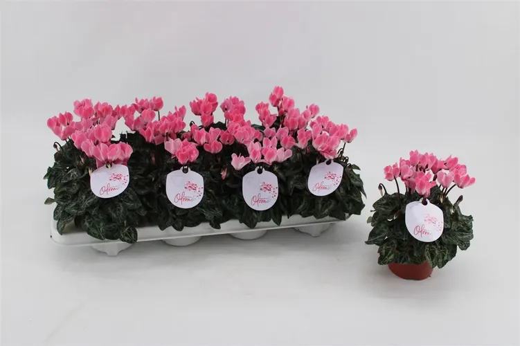 Cyclamen Kl Odora Salmon Flame črepník 10,5 cm