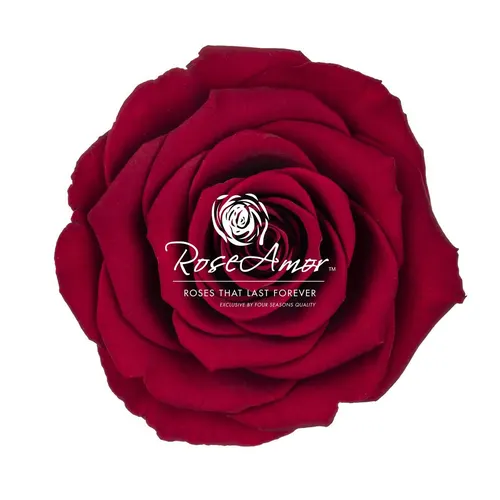 Stabilizovaná ruža Bella ⌀ 7 cm, červená RED01