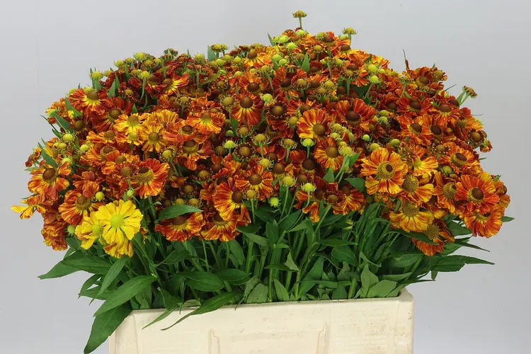 Helenium Autumn Fire 60 cm