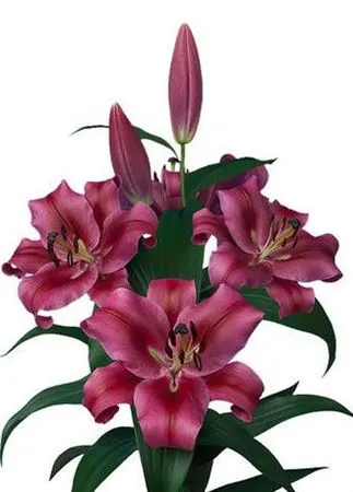 Lil Or Dark Pink 80 cm
