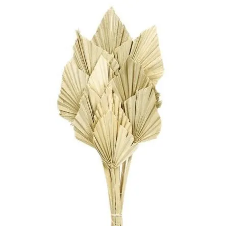 Sušený kvet Palm Spear hnedá 50 cm