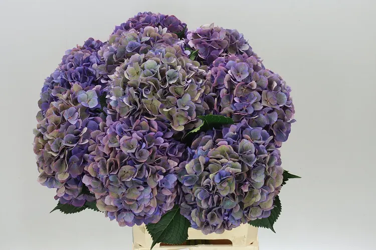 Hyd Opera Classic 65 cm